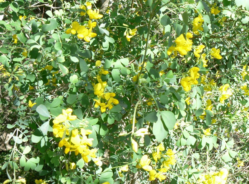 2008_0413 Minerve (17)