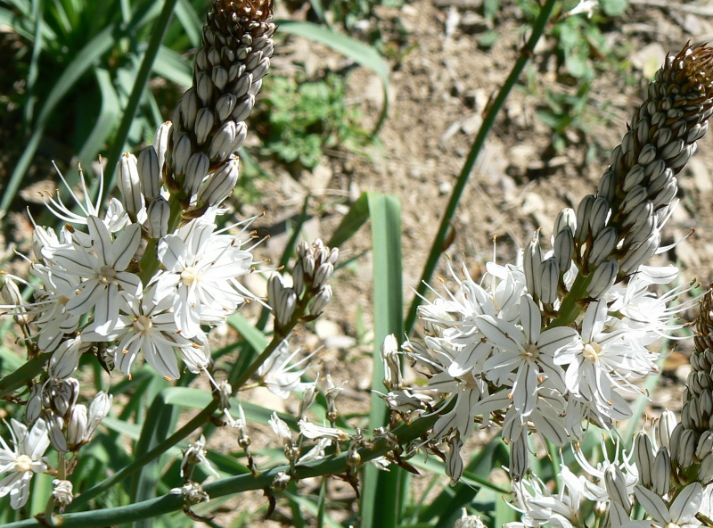2008_0413 Minerve (32)