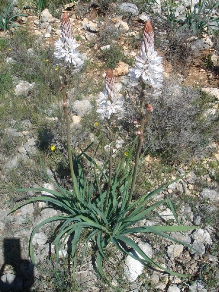 2008_0413 Minerve (37)