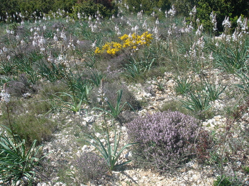 2008_0413 Minerve (38)