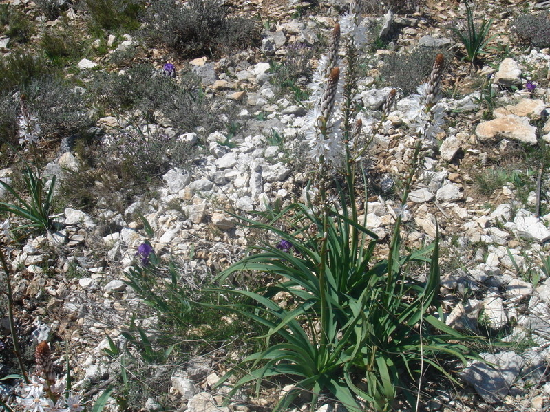 2008_0413 Minerve (40)