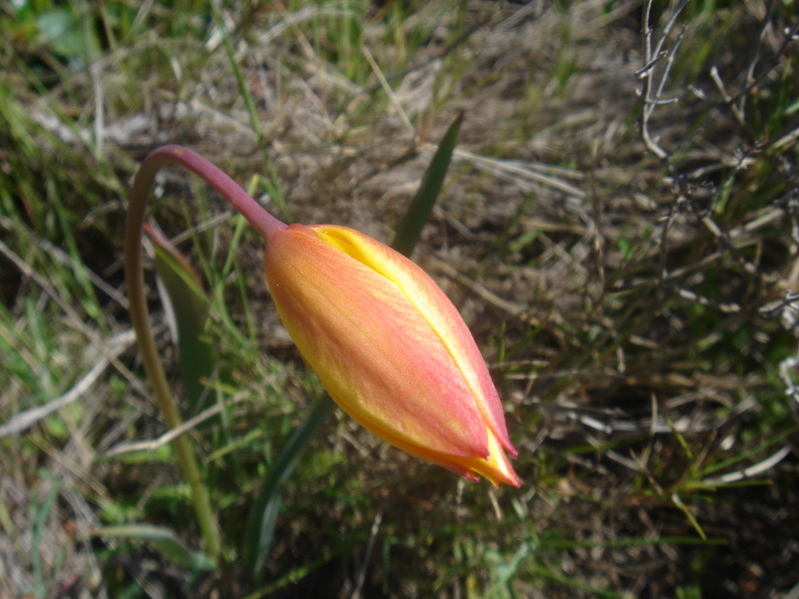 2008_0413 Minerve (41)