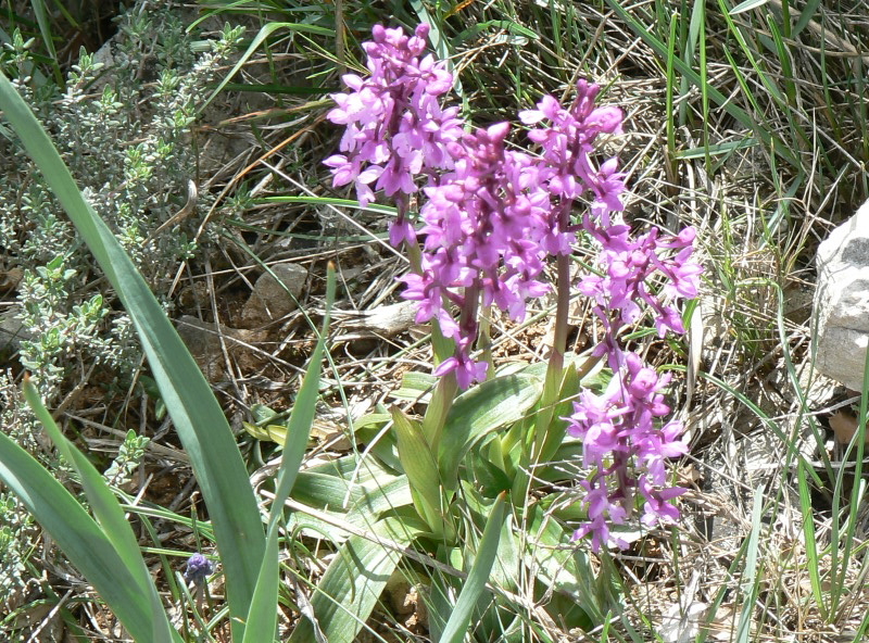 2008_0413 Minerve (44)