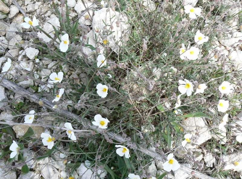 2008_0413 Minerve (51)