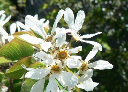 2008_0413 Minerve (54)