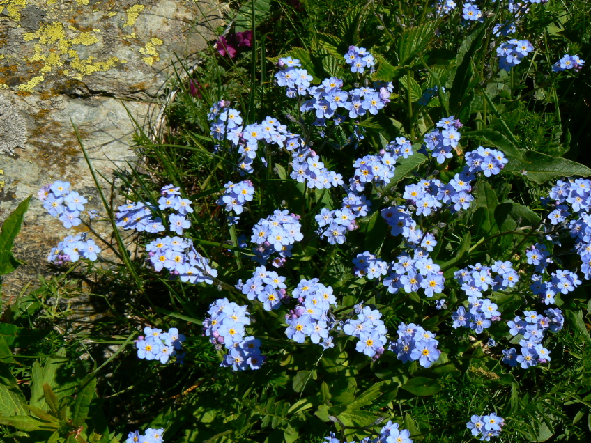 Myosotis