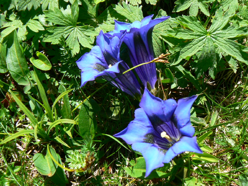 Gentianes de koch 2