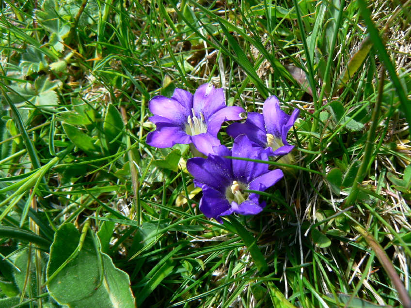Gentiane des Pyrenees
