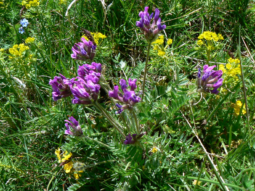 Oxytropis 2
