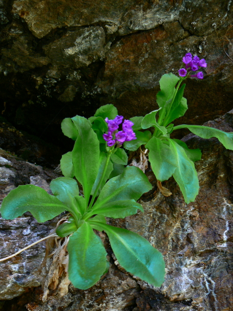 Primevere a larges feuilles