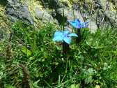 Gentiane printaniere