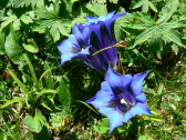 Gentianes de koch 2