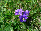 Gentiane des Pyrenees