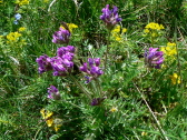 Oxytropis 2