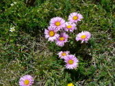 Aster des Alpes