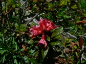 Rhododendron