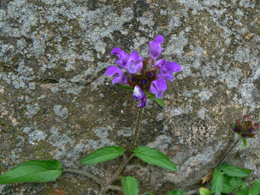 P1060246