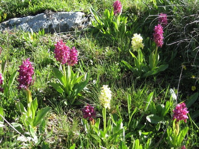 Orchidées roses et blanches