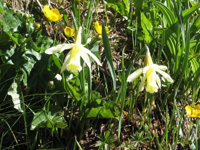 narcisses des prés