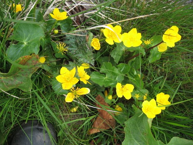 Populage des marais Val d' incles Andorre