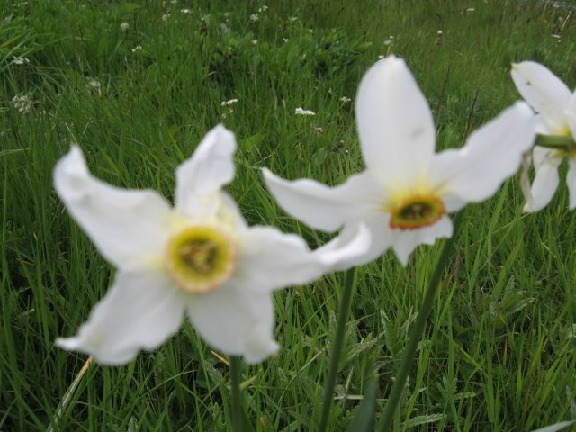 narcisses des poètes Val d' Incles