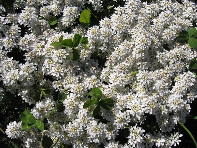 Ibéride toujours verte jardin botanique Sorteny.jpg