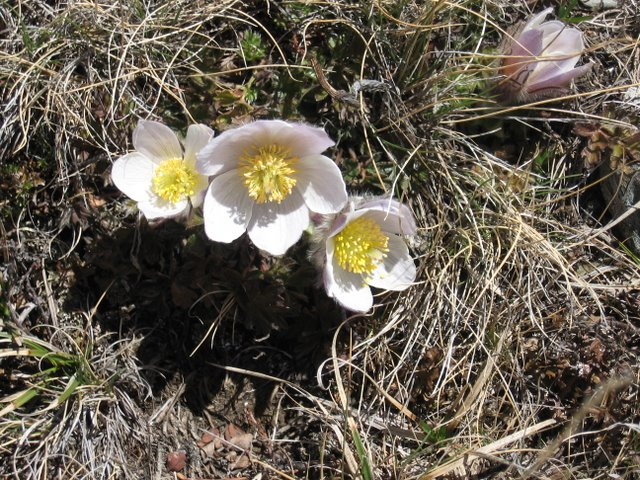 Anémone  sotant du névé