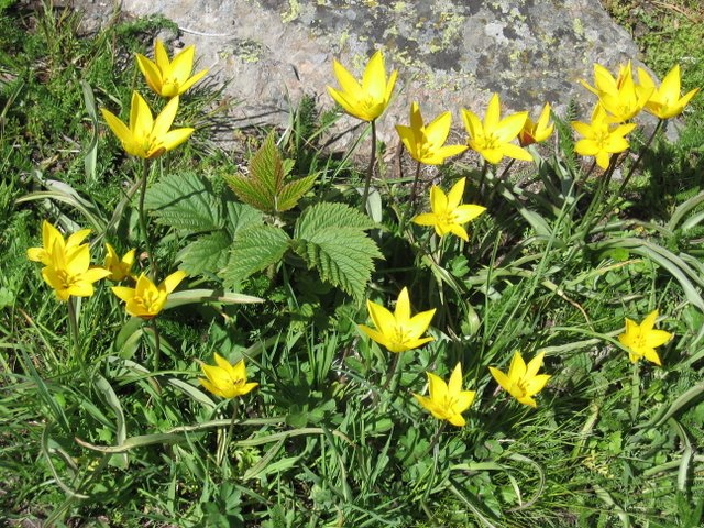 Parterre de tulipes Sorteny