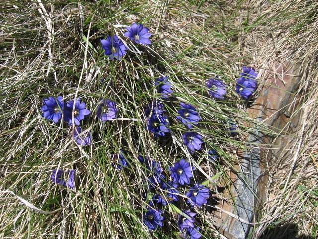 gentianes des pyrénées .jpg