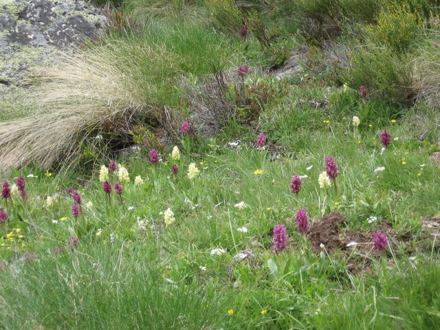 Orchidées au pont de la baladosa