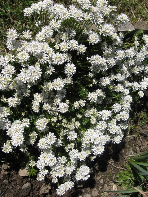 Iberide toujours verte