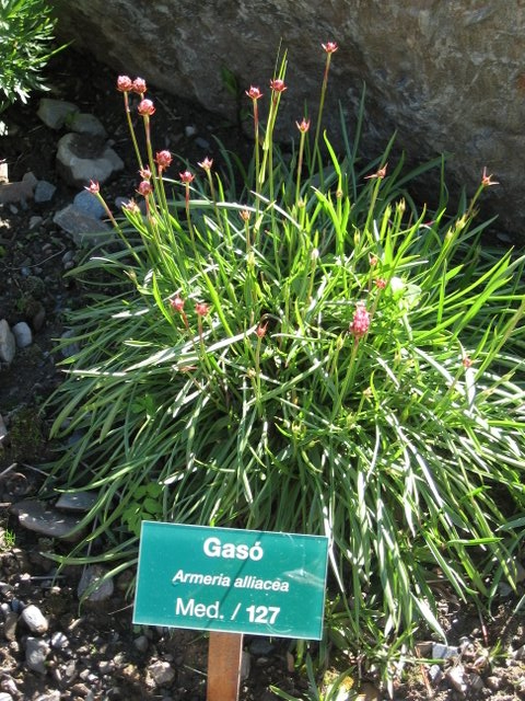 Armeria Alliacea
