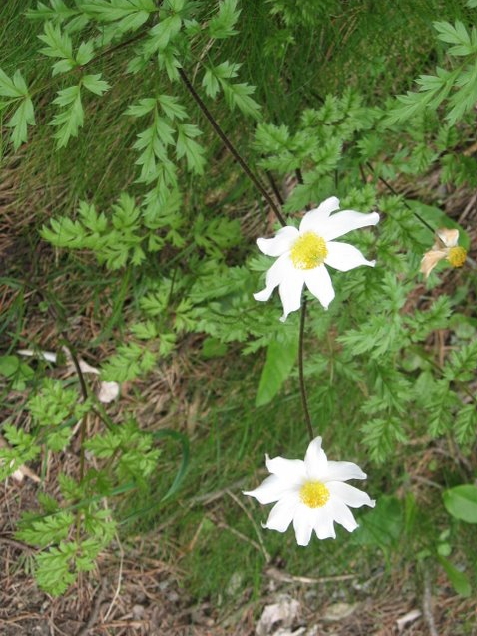 grandes anémones des bois
