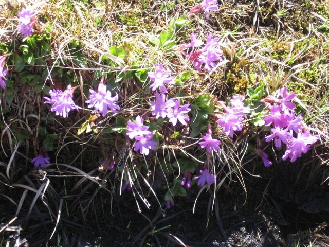 Erines des Alpes. sorteny