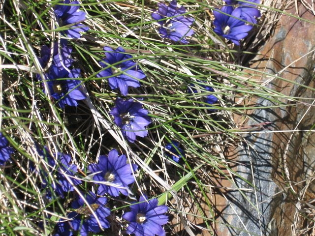gentianes des pyrénées à 2300M.jpg