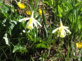 narcisses des prés