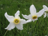 narcisses des poètes Val d' Incles
