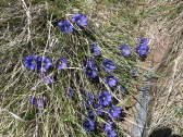 gentianes des pyrénées .jpg