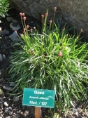 Armeria Alliacea