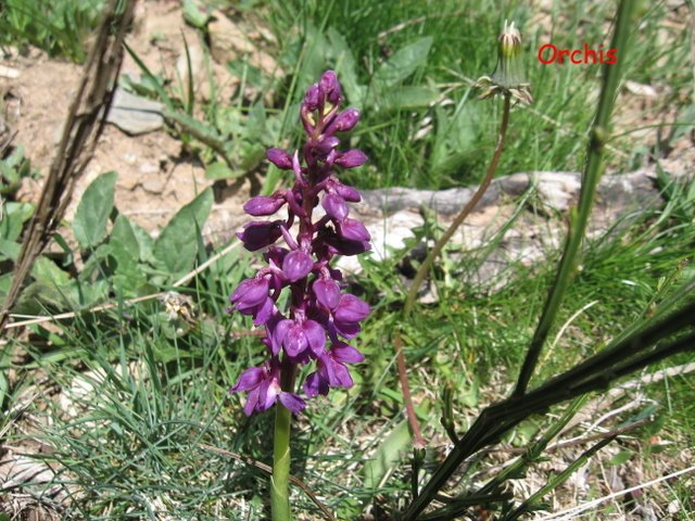08 Orchis