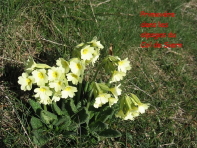 02 nprimevere Col de Siern