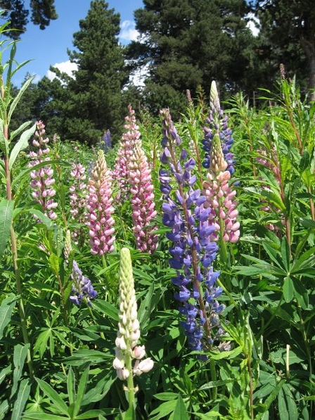 lupins à Eyne