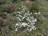 iberide toujours verte2