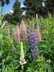 lupins à Eyne