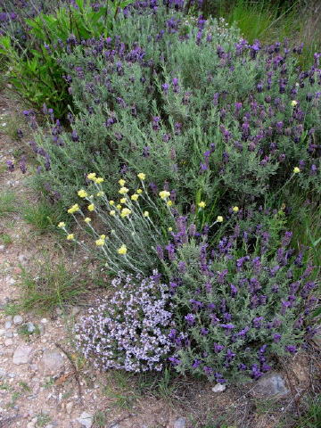 Balcon de Fenouillèdes 023