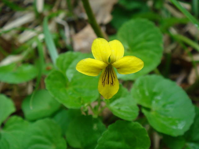 30_Violette a deux fleurs