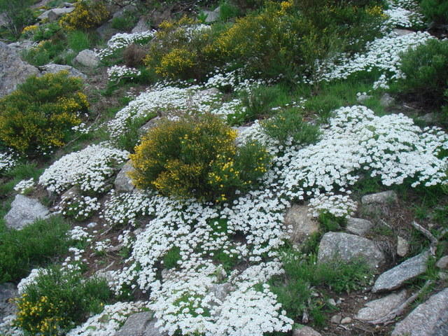 39_Genet et corbeille d argent