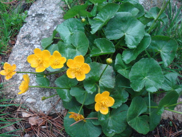 42_Populage des marais