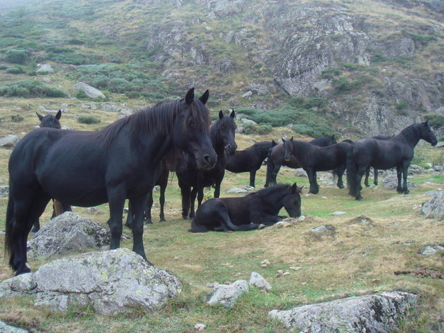 3-J2_Chevaux de Mérens