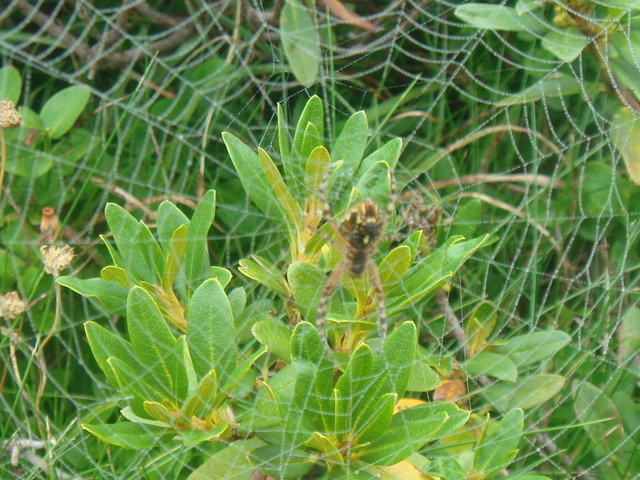 7-J2_Toile et épyre